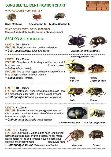 Dung Beetle Identification Chart Part 1 Black Beetles From The