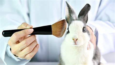 Animals are subject to cruel tests. California's Cruelty-Free Cosmetics Act to Ban Animal ...