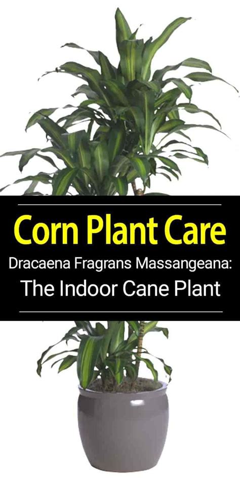 Dracaena Fragrans Massangeana The Indoor Cane Corn Plant Corn Plant