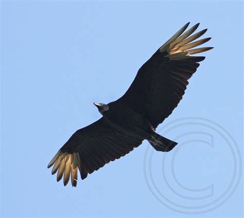 Nature Niche Photos By Laure Wilson Neish Vultures Black Vulture Flying