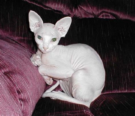 Sphynx Cats Cats Without Fur 7 Russian Blue Cat Cute Cats Cat Facts