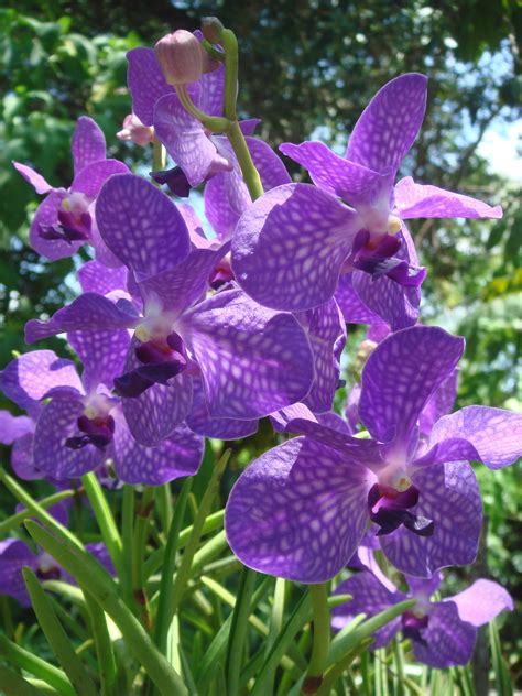 File:Purple orchids at Am Orchid Society, Delray Bch.JPG - Wikimedia ...