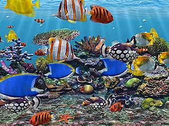 Browse our pages for animated aquarium, sea, space, fantasy, holiday, christmas, halloween and nature themes. 3D Aquarium Fish Tank Screensaver Windows 10 Free Download