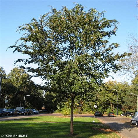 Buy Affordable Lacebark Elm Trees At Our Online Nursery Arbor Day