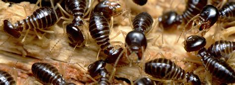 There are two main methods for controlling pests and diseases: Crawling insects | Rentokil