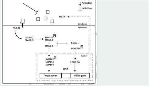 Myostatin Signaling Pathway Schematic Diagram Download Scientific