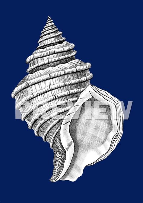 Seashell Art Print Set Of 12 Unframed Navy Seashell Art Etsy