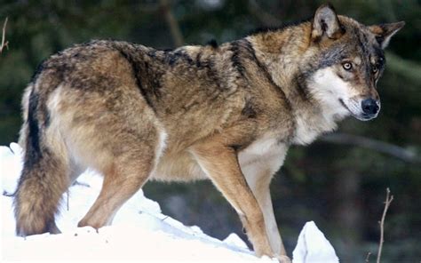 Wolves Are Living On The Outskirts Of Paris Wildlife Groups Claim