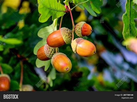 English oak is an iconic tree. Acorns Fruits On Oak Image & Photo (Free Trial) | Bigstock
