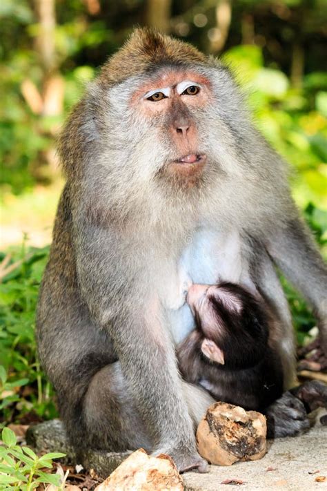 Mother And Baby Monkey Stock Image Image Of Jungle Coconut 53379119