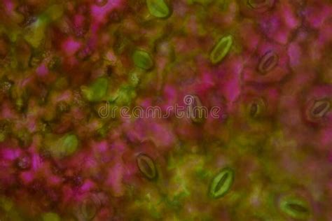 Close Up Texture Of Plants Cells Stock Photo Image Of Microorganism