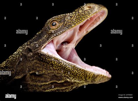 Crocodile Monitor Lizard Hi Res Stock Photography And Images Alamy