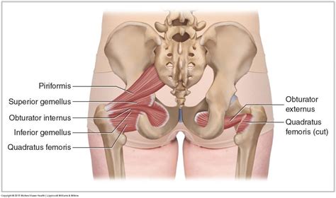 The female pelvis is slightly different from the male pelvis. Deep Lateral Rotator Group - Learn Muscles
