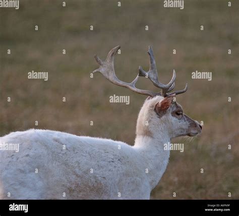 Rare White Fallow Deer Stag Hi Res Stock Photography And Images Alamy