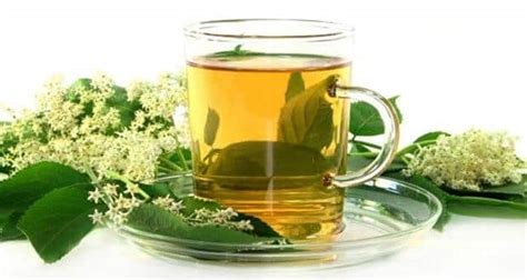 10 Types Of Flavoured Green Tea That Have 20 Health Benefits