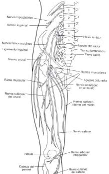 Revisión Anatómica De Los Plexos Lumbar Y Sacro Y De Los Nervios Del