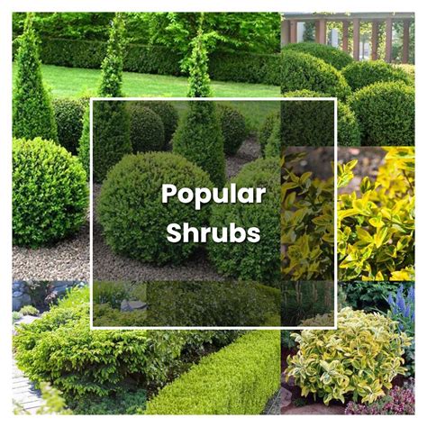 How To Grow Popular Shrubs Plant Care And Tips Norwichgardener