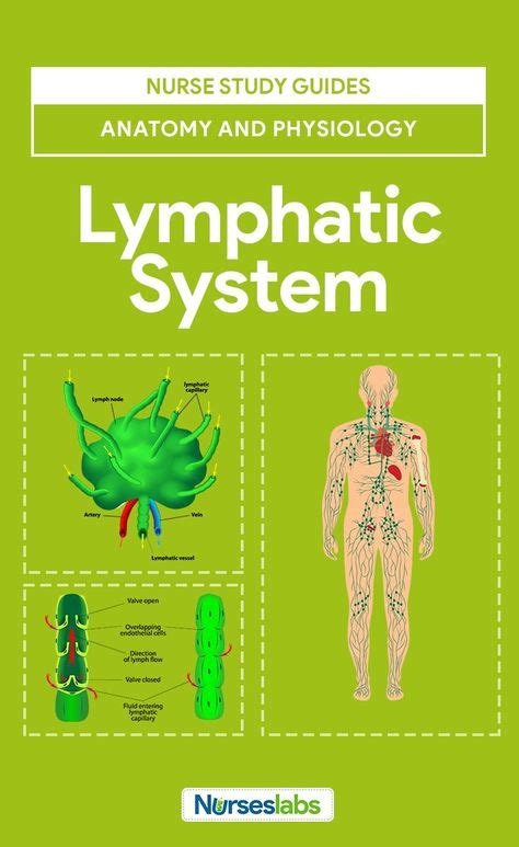 Lymphatic System Anatomy And Physiology Nursing School And Education