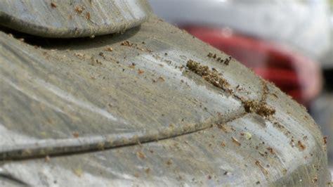 Allergy sufferers feeling full effects of extreme tree pollen in Tampa Bay