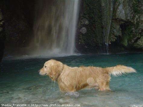 Photo De Golden Retriever Shadow N° 329224 Sur Photos