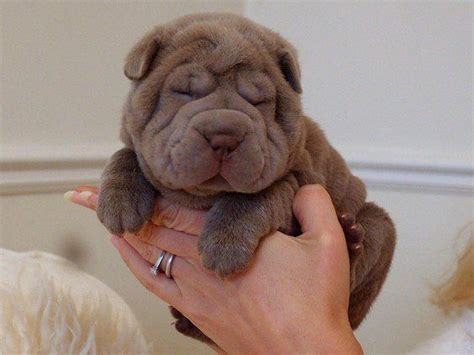 Gorgeous Lilac Cream And Platinum Shar Pei Puppies For Sale In