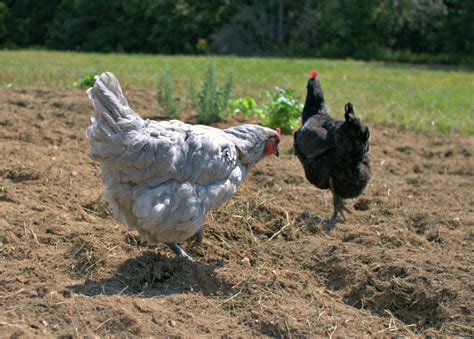 Aged horse manure compost is mixed with soil during preparing the planting beds and as mulch. How To Use Chicken Poop In Your Garden | Cromalinsupport