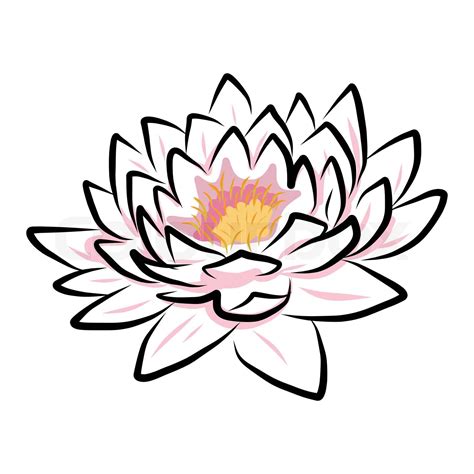 Hand Drawing Water Lily Lotus Flower Stock Vector Colourbox