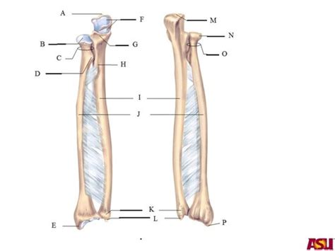 Radius And Ulna Flashcards Memorang Vrogue Co