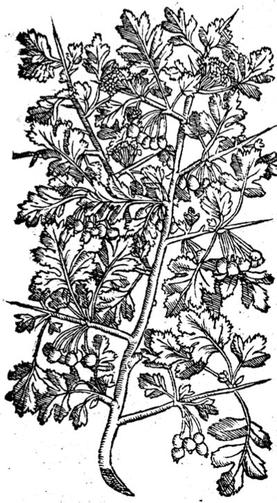 Watercolour flowers watercolor painting floral design drawing, water color flower, flowers. Hawthorn Flower Drawing at GetDrawings | Free download