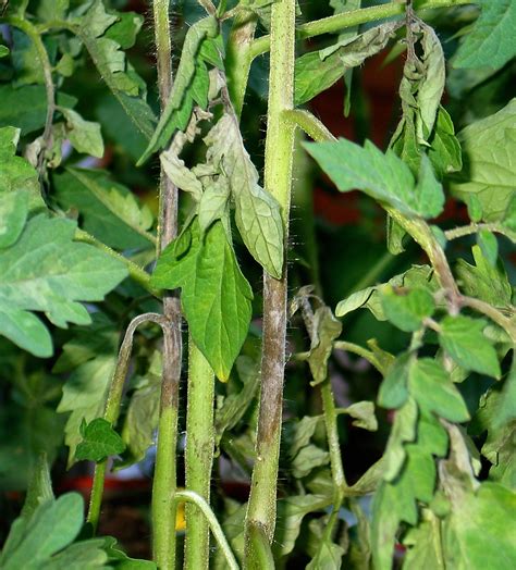 Tomato blight of any kind can end your tomato growing season before it even begins. Got Pests?