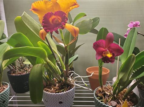 Remove your orchid from its pot. How To Repot An Orchid With Air Roots: 5 Tips For Success ...