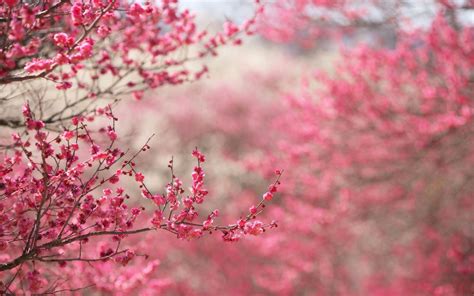 Free Download Pink Nature Wallpapers 2560x1600 For Your Desktop