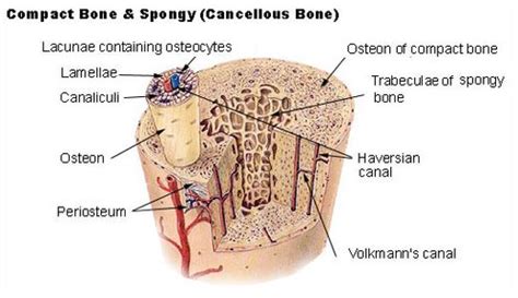 These osteocytes have these long cellular processes that branch through the canaliculi to contact other osteocytes via gap junctions which allow these cells to communicate with each other and exchange nutrients and signals with each other. Cross-section of a bone showing both Cortical and ...