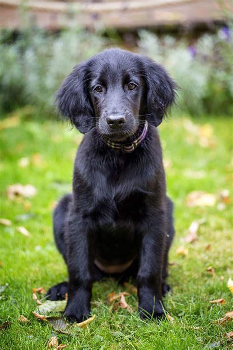 Flatcoated Retriever Puppy 14 Weeks Retriever Puppy Retriever Dog Cat