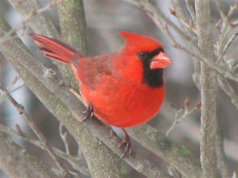 Northern Cardinals Cardinalis Cardinalis Flickr