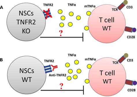 Interfering With Tnfα Tnfr2 Signaling Pathway Via Blocking The