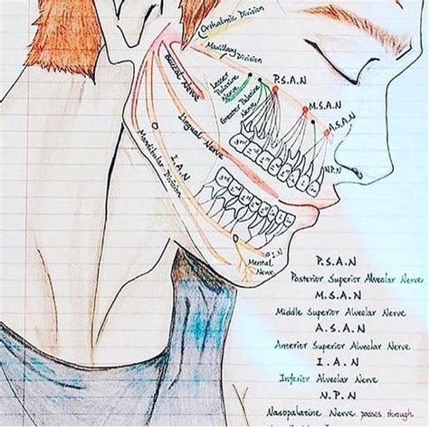 Dental Megan Barrowss Blog Dental Anatomy Dental Hygiene School