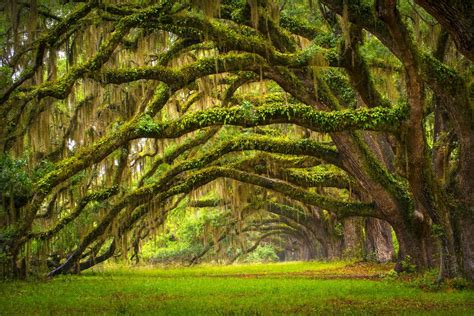 Oak Trees Trees Grass Nature Ancient Landscape Wallpapers Hd