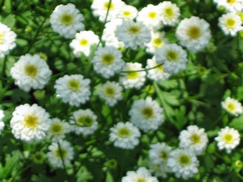At your doorstep faster than ever. Notes and News from Shady Grove Gardens: June Weddings ...