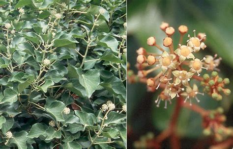 Hedera Helix Landscape Plants Oregon State University