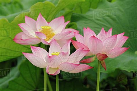 Lotus Flower Nelumbo Nucifera China Stock Photo Dissolve