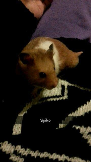 Spike My Hamster Hes Around 2 Years Old Hamster Pets 2