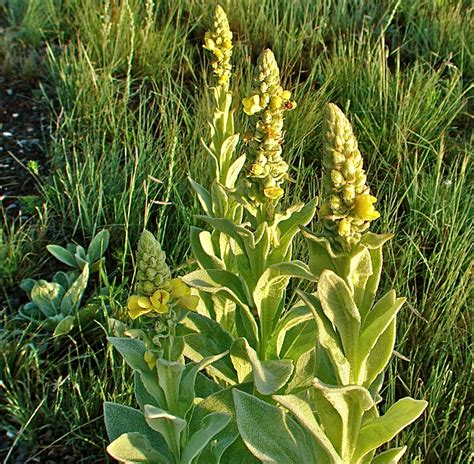 Common Mullein Stunning Photos Of The Flannel Leaf Plant Live Science