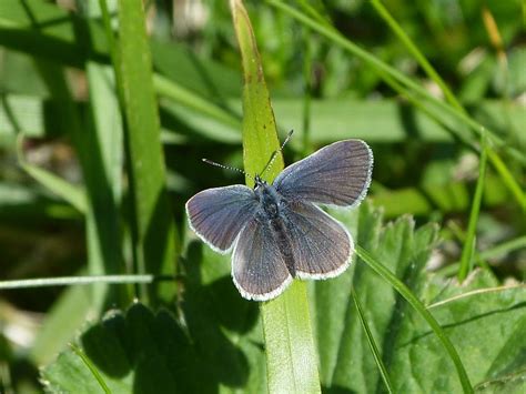 Butterfly Pictures Small Blue Butterflies Cupido Minimus
