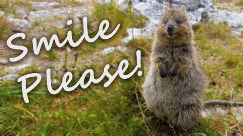 The islands native quokka population is particularly friendly with visitors and are more than happy to snap a selfie with you. Happy Quokka on Rottnest Island, WA - Smile Please! - YouTube