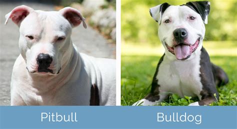 Pitbull Vs Bulldog What Are The Differences With Pictures Hepper
