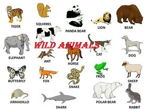 Wild Animals Name in English Learning For Kids - YouTube