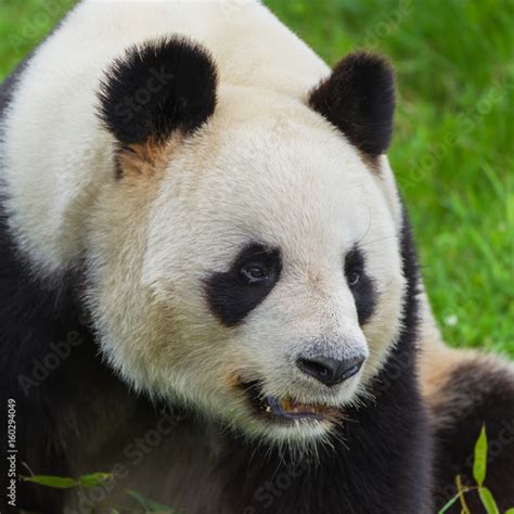 Giant Panda Head Buy This Stock Photo And Explore Similar Images At
