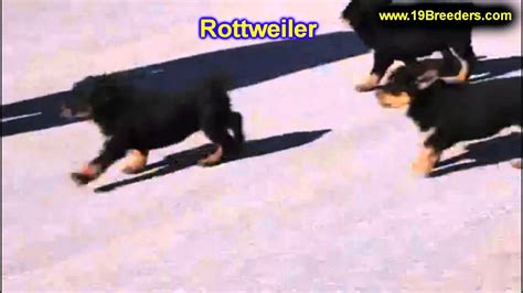 Why buy a puppy for sale if you can adopt and save a life? Rottweiler, Puppies, For, Sale, In, Green Bay, Wisconsin ...