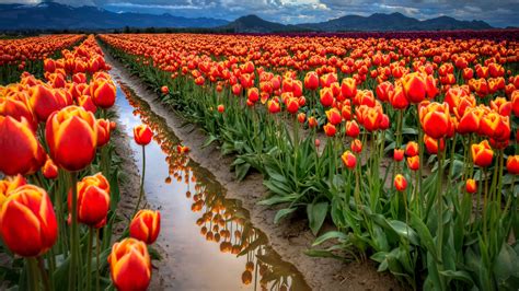 Landscapes Nature Flowers Tulips Hdr Photography Wallpaper 1920x1080